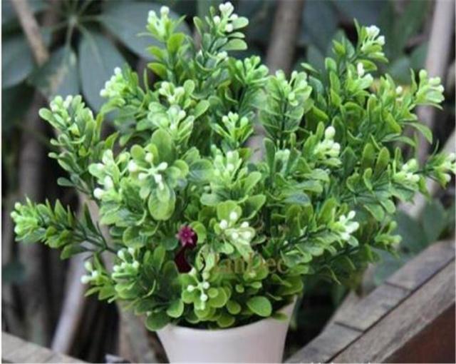 花卉养殖方法：培育美丽家园的秘诀